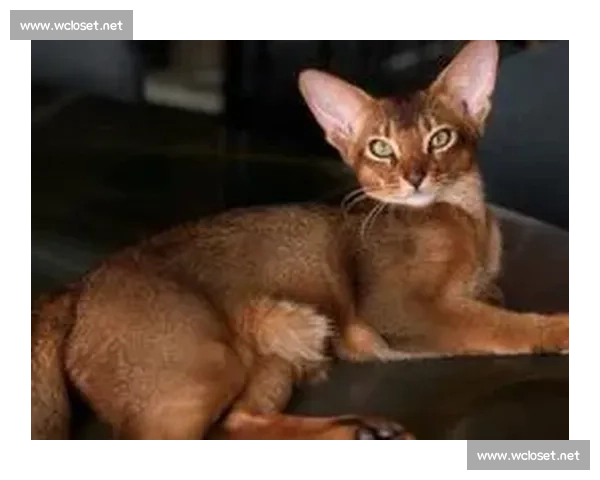 巴舒亚伊痛失爱猫 Kiyo:那个拼尽全力守护的小天使,终究离开了 巴舒亚伊痛失爱猫 Kiyo:那个拼尽全力守护的小天使,终究离开了