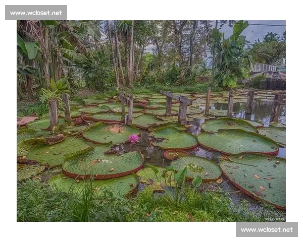 亚马孙王莲:黑夜绽放的 “善变花王” 亚马孙王莲:黑夜绽放的 “善变花王”